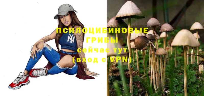 где продают наркотики  Павлово  Псилоцибиновые грибы Magic Shrooms 